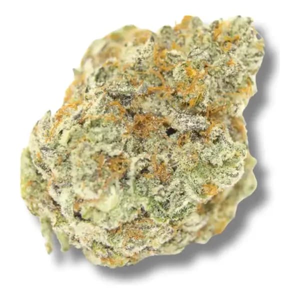 Permanent Rainbow > Elev8 Seeds | Feminized Cannabis   |  Hybrid